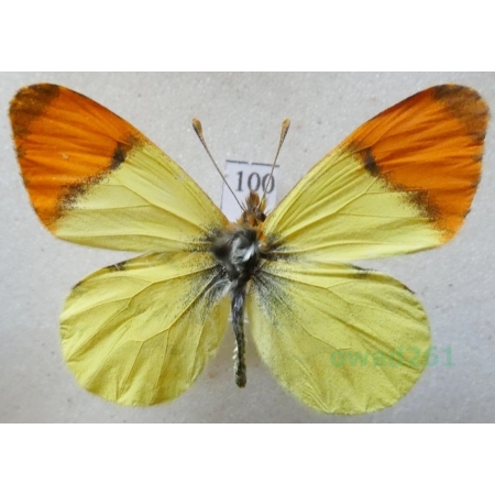 Anthocharis belia (Linnaeus, 1767) Morocco100